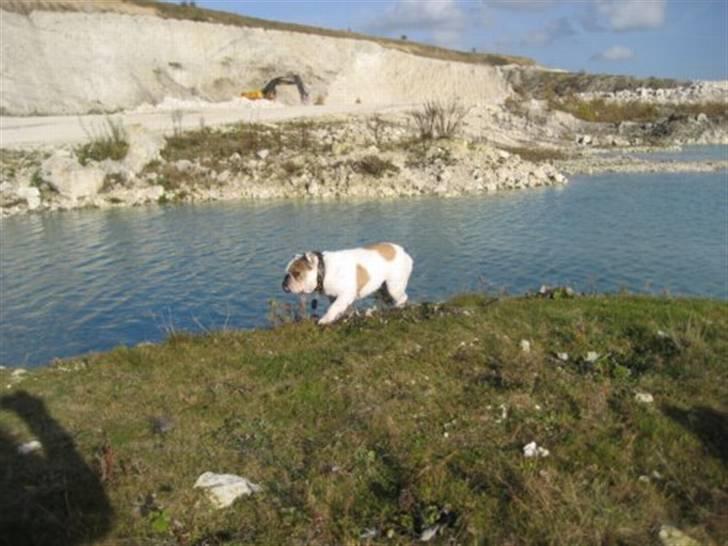 Engelsk bulldog Link billede 16