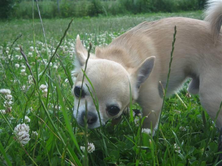 Chihuahua Magnus billede 1