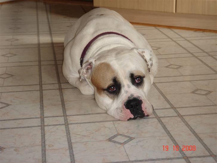 Amerikansk bulldog Arthur billede 20