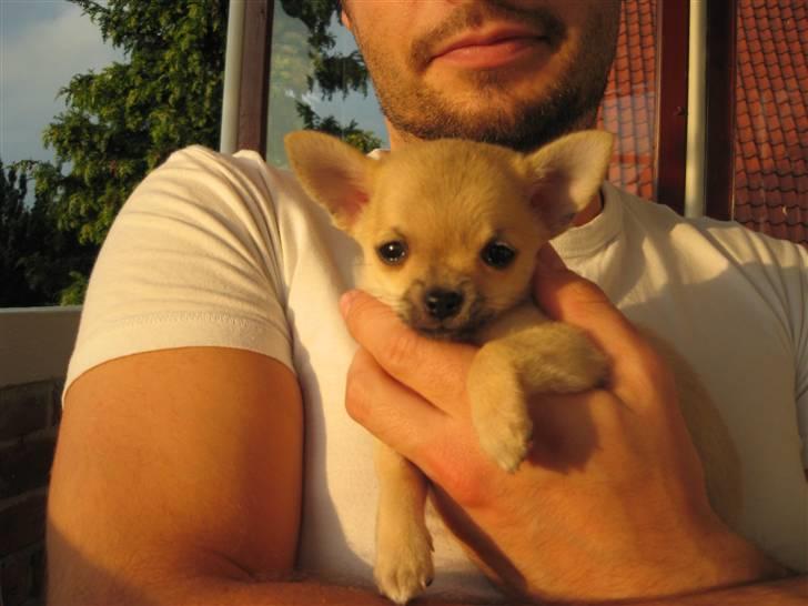 Chihuahua Magnus billede 2