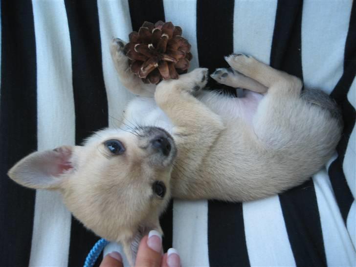 Chihuahua Magnus billede 3