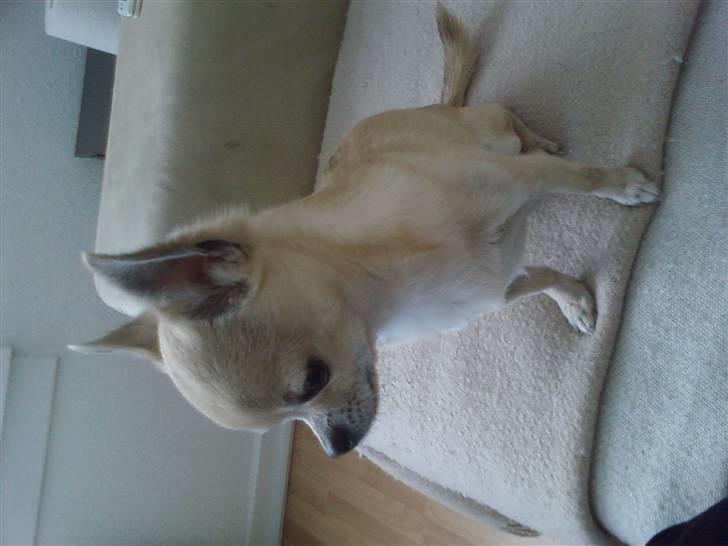 Chihuahua Magnus billede 4