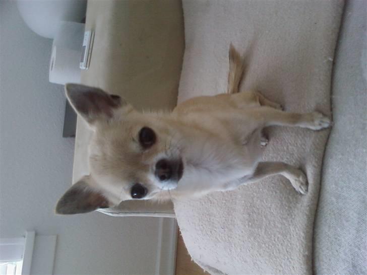 Chihuahua Magnus billede 5