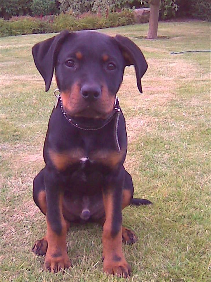 Blanding af racer zako billede 1