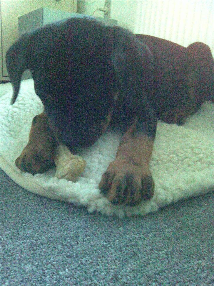 Blanding af racer zako billede 2