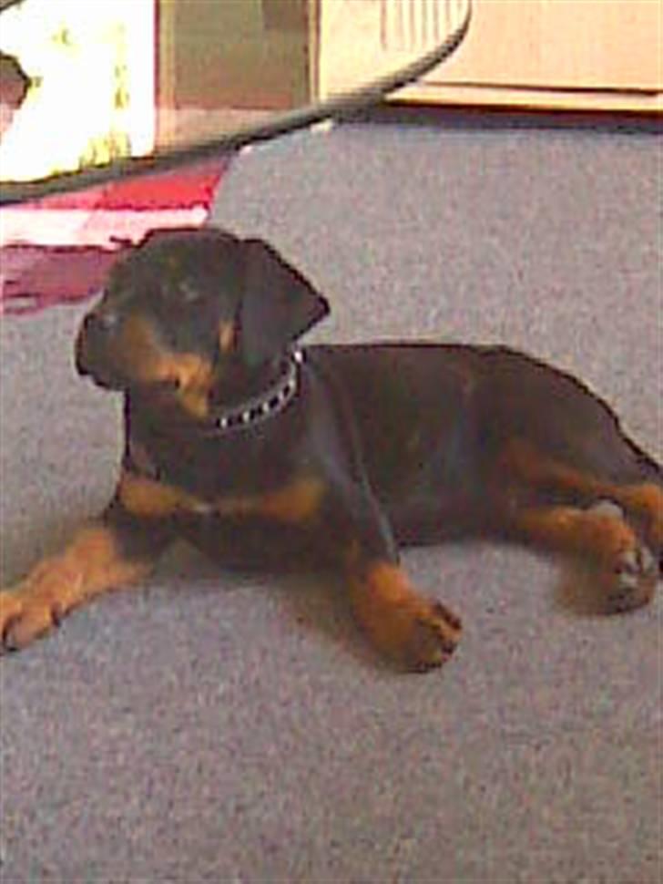 Blanding af racer zako billede 3