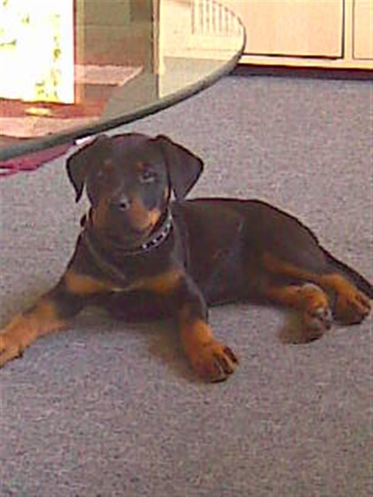 Blanding af racer zako billede 4