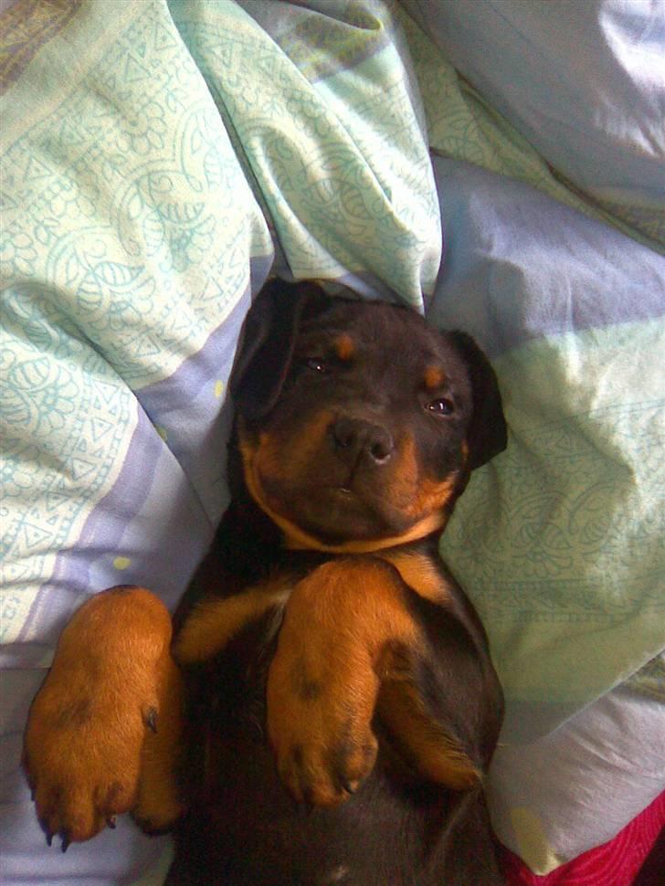 Blanding af racer zako billede 5