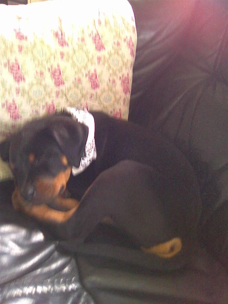 Blanding af racer zako billede 6