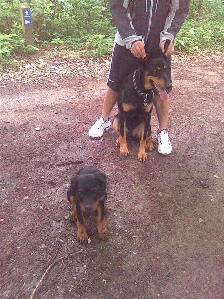 Blanding af racer zako billede 7