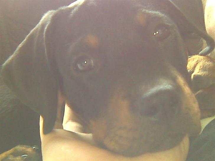 Blanding af racer zako billede 8