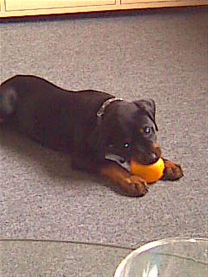 Blanding af racer zako billede 9