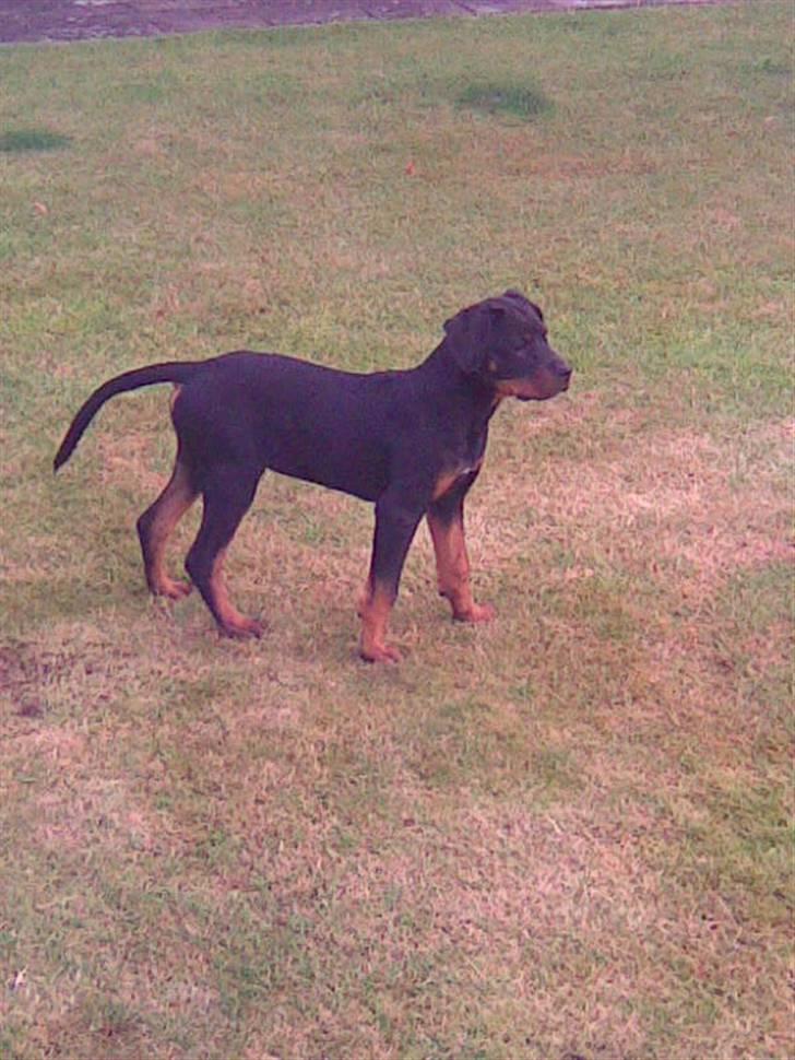 Blanding af racer zako billede 10