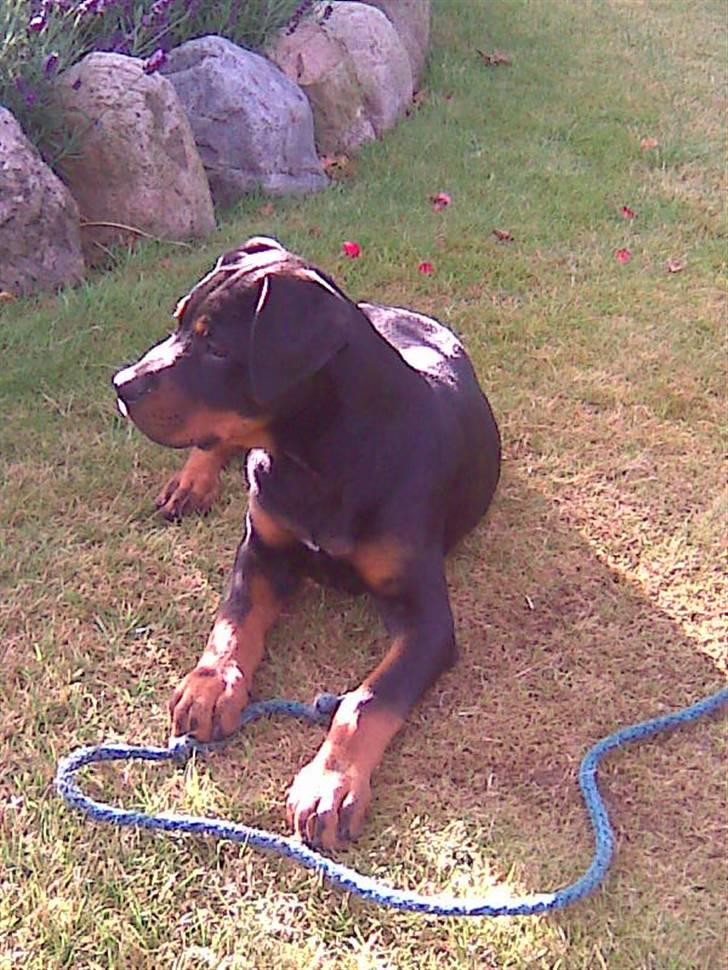 Blanding af racer zako billede 11