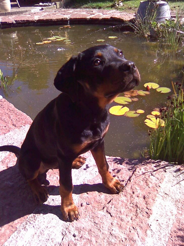 Blanding af racer zako billede 12