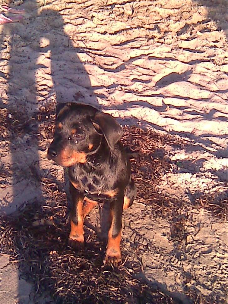 Blanding af racer zako billede 13