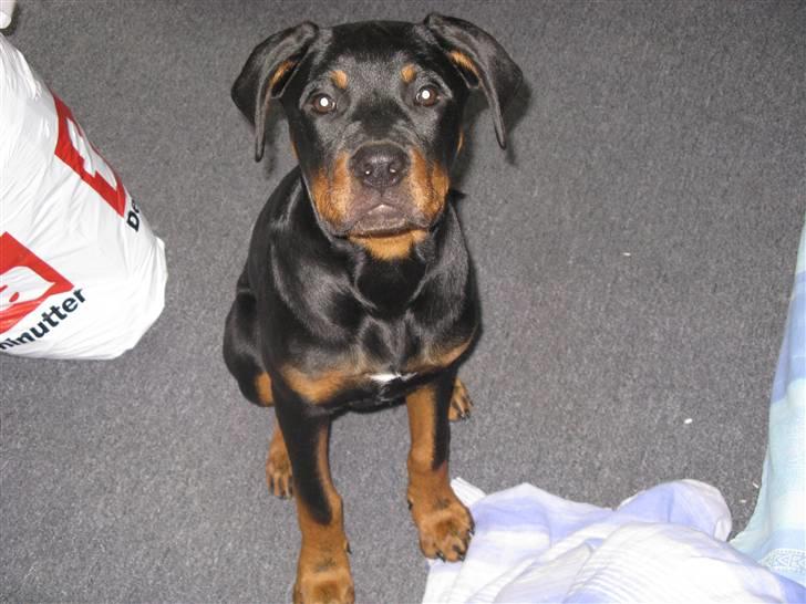 Blanding af racer zako billede 14