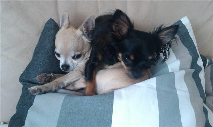 Chihuahua Sofie - Magnus finder et godt sted og varmer det op. Så kommer Sofie og overtager... billede 2
