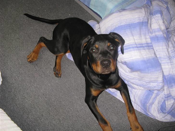 Blanding af racer zako billede 15