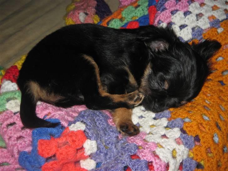 Chihuahua Sofie - dejligt med en lur, efter al det leg billede 3