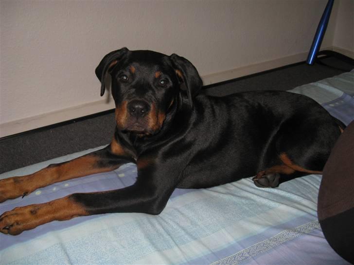 Blanding af racer zako billede 16