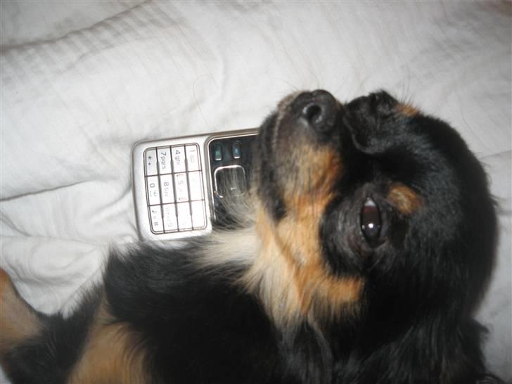 Chihuahua Sofie - taler lige i telefon billede 5