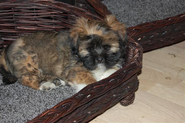 Lhasa apso Gandhi von Moisen billede 1