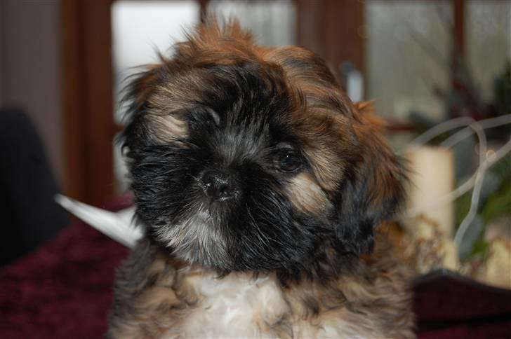 Lhasa apso Gandhi von Moisen billede 2