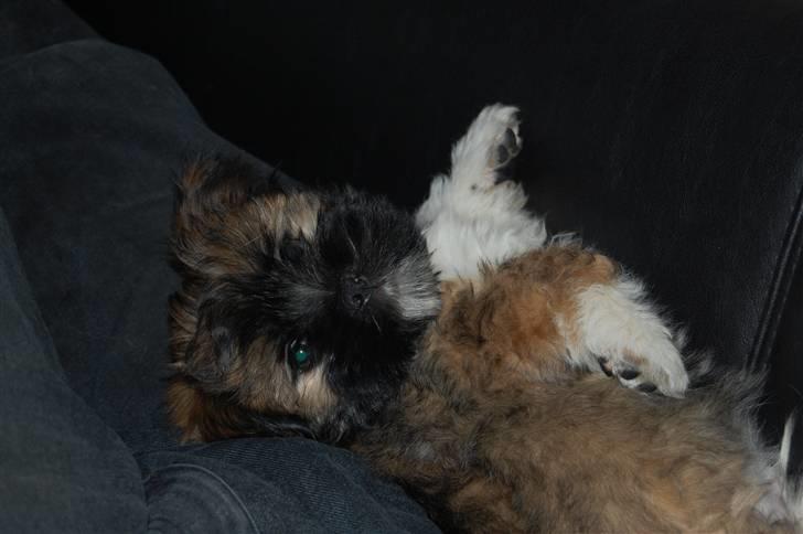 Lhasa apso Gandhi von Moisen billede 3