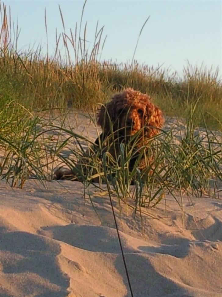 Mellempuddel Fifi *R.I.P* - Hygge på Hornbækstrand billede 1
