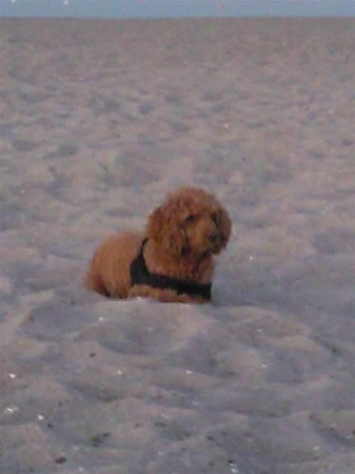 Mellempuddel Fifi *R.I.P* - Hygge på Amager strandpark billede 2