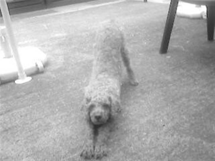 Mellempuddel Fifi *R.I.P* - uh, det er hårdt at arbejde på plejehjem billede 3