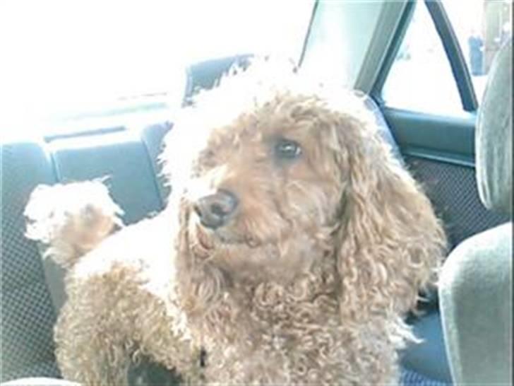 Mellempuddel Fifi *R.I.P* - På tur med mor og far billede 4