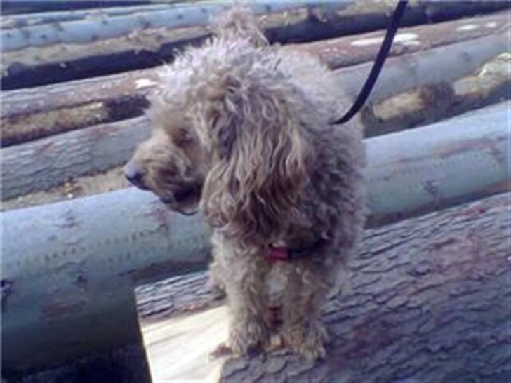 Mellempuddel Fifi *R.I.P* - hmm... ska jeg overveje en karierre som skovhugger? billede 5