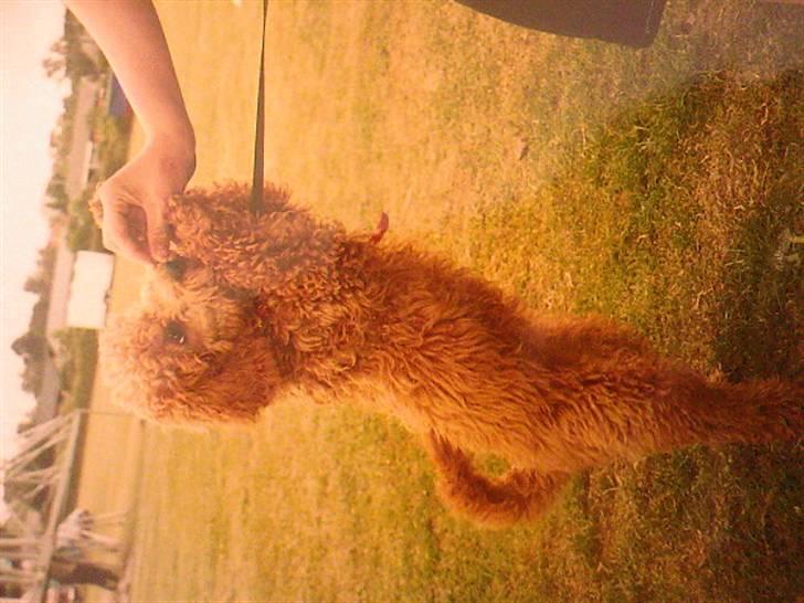 Mellempuddel Fifi *R.I.P* - ja det var dengang da man var ung og arbejdede i et omrejsende tivoli:-) billede 6