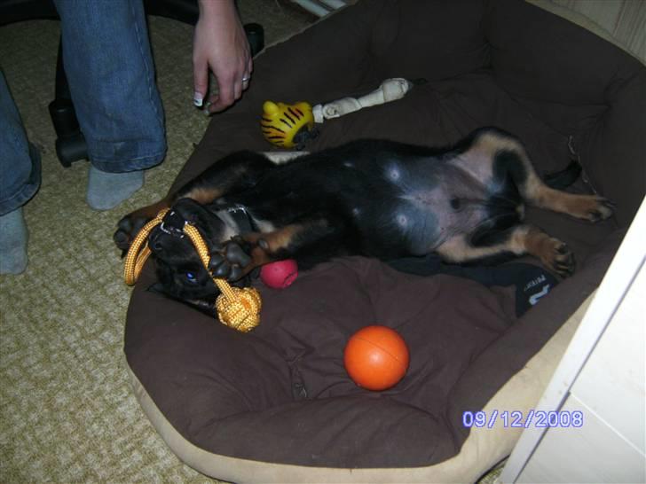 Blanding af racer Bamse billede 1