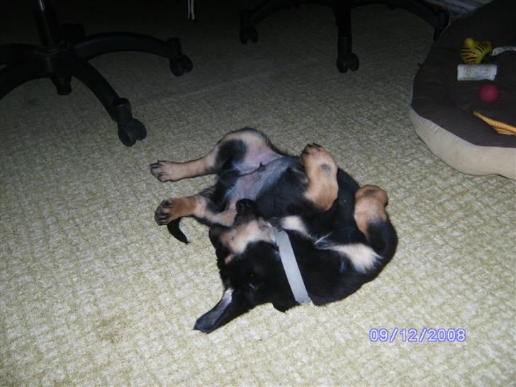 Blanding af racer Bamse billede 2