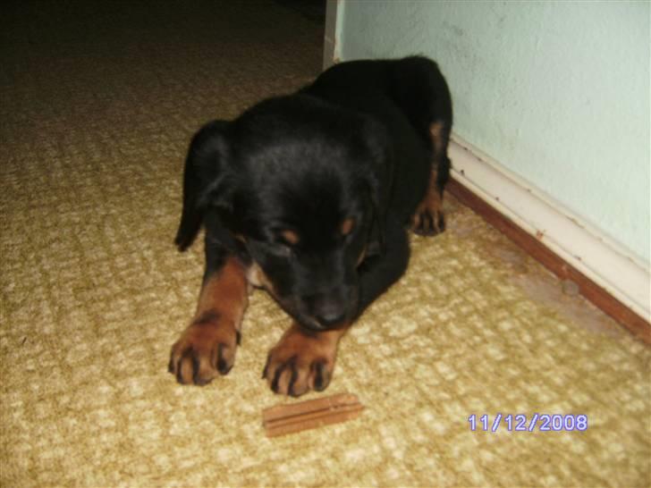 Blanding af racer Bamse billede 3