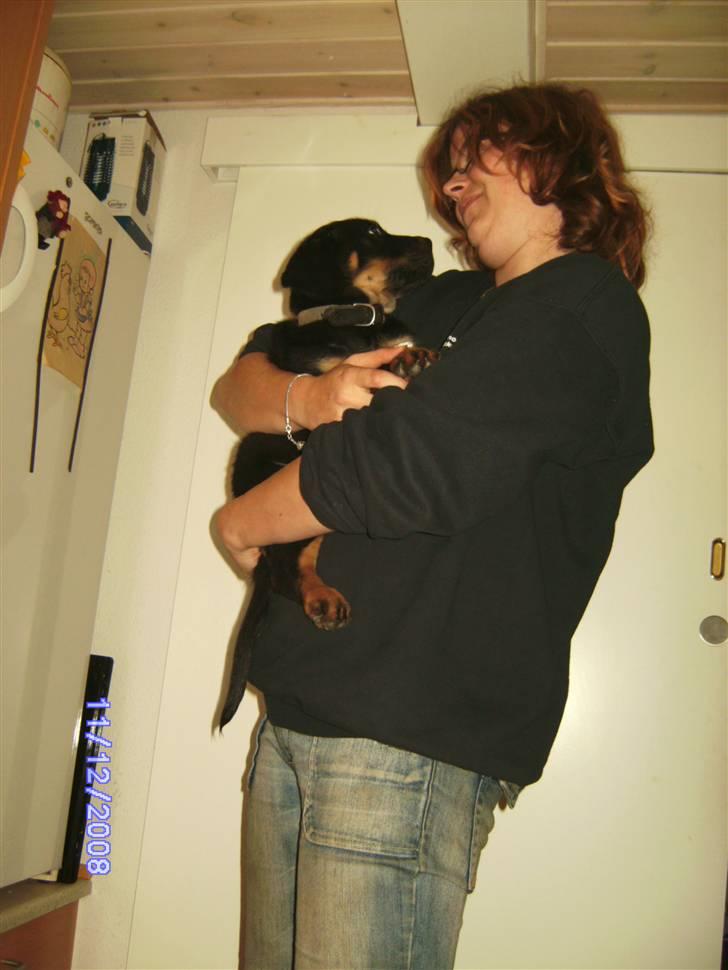 Blanding af racer Bamse billede 4