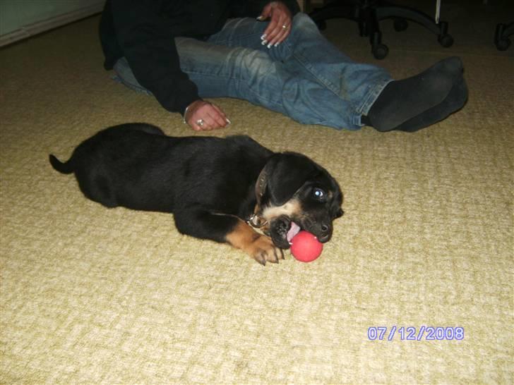 Blanding af racer Bamse billede 5