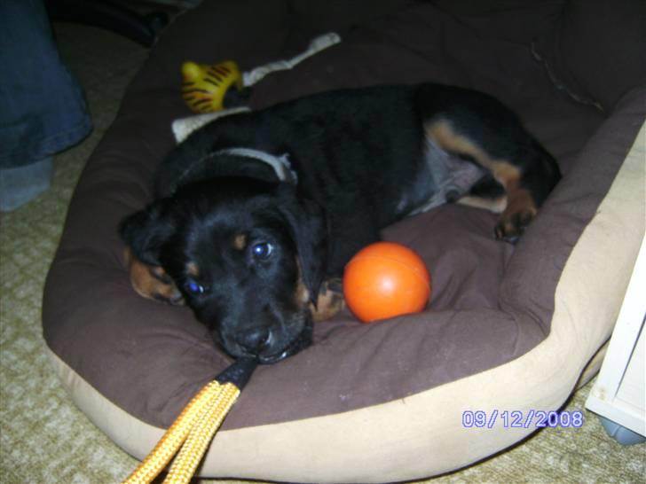 Blanding af racer Bamse billede 6