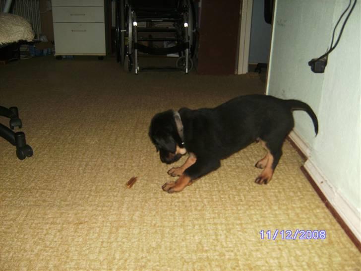 Blanding af racer Bamse billede 7