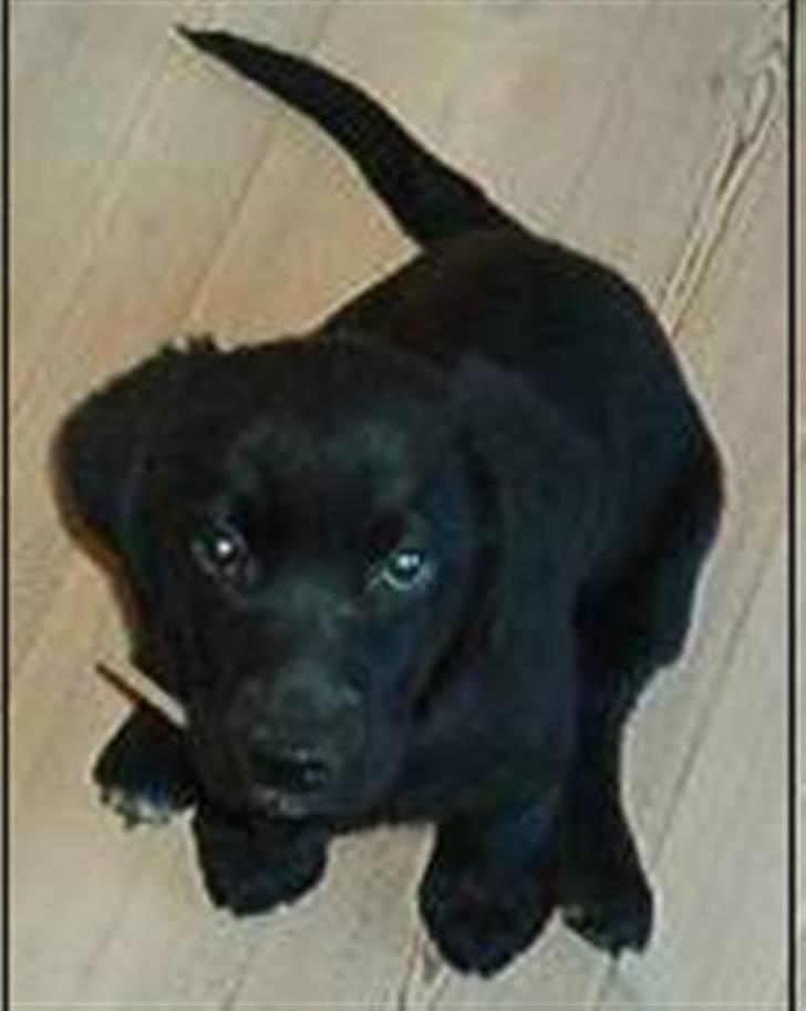 Blanding af racer Sif :) billede 1