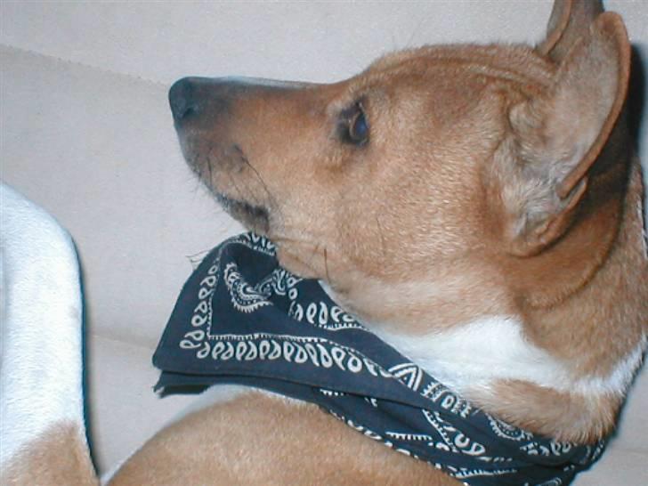 Basenji benji my name is bond billede 12