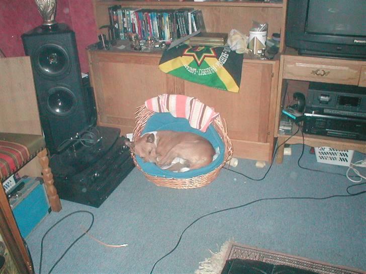 Basenji benji my name is bond billede 13