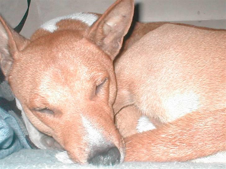 Basenji benji my name is bond billede 14