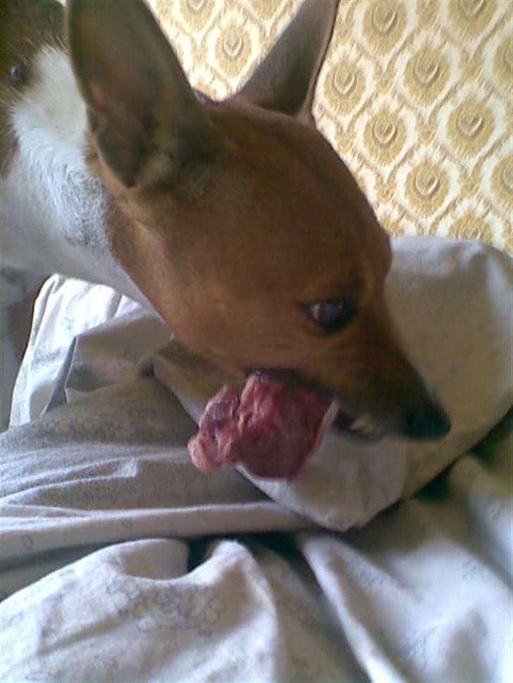 Basenji benji my name is bond billede 15