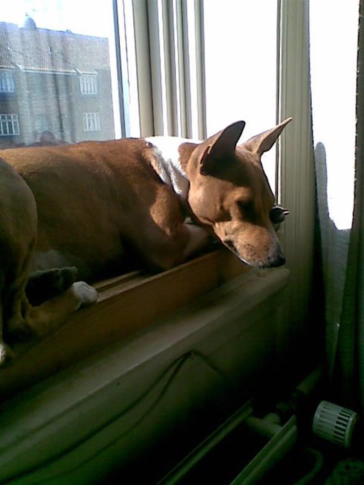 Basenji benji my name is bond billede 16