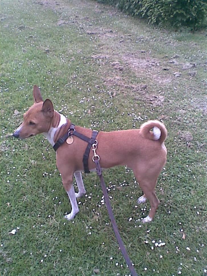 Basenji benji my name is bond billede 17