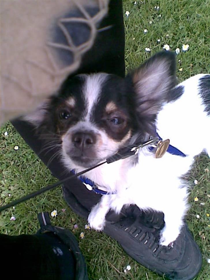 Basenji benji my name is bond billede 18